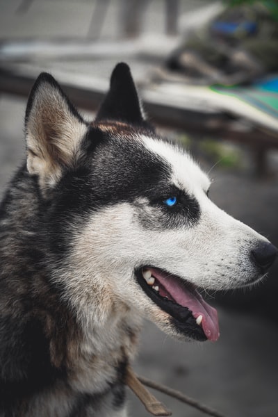 黑白西伯利亚哈士奇犬